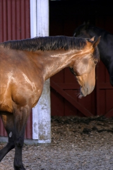 Paperback 2020 Weekly Planner Horse Photo Equine Feeding Time 134 Pages: 2020 Planners Calendars Organizers Datebooks Appointment Books Agendas Book