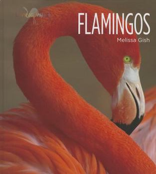 Hardcover Flamingos Book