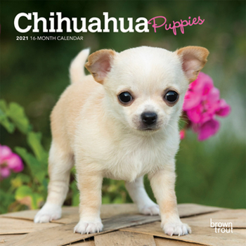 Calendar Chihuahua Puppies 2021 Mini 7x7 Book