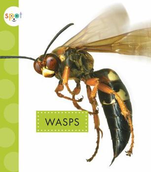 Paperback Wasps Book