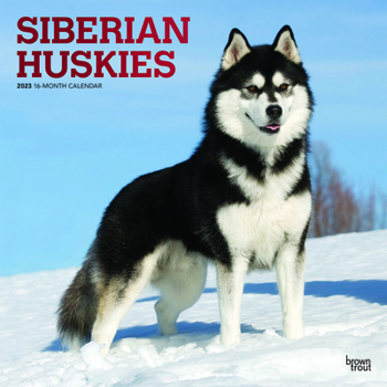 Calendar Siberian Huskies 2023 Square Foil Book