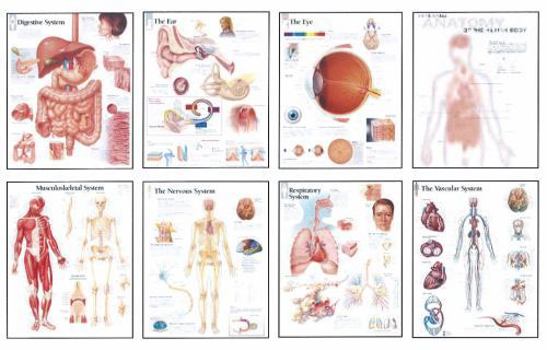 Paperback Human Anatomy Chart Pack: Wall Chart Book