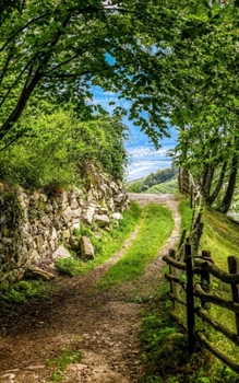 Paperback Notebook: Forest Path Romantic Deciduous Chestnut Book
