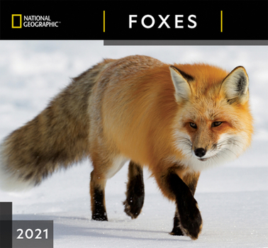 National Geographic Foxes 2021 Wall Calendar
