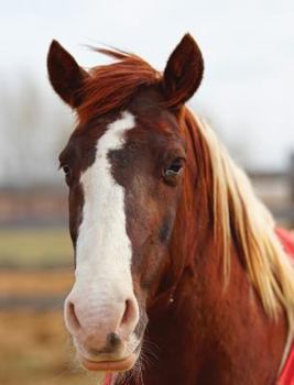 Hardcover Kids Large Horse Journal: Wide Ruled Journal or Notebook Book