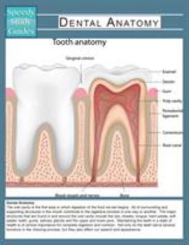 Paperback Dental Anatomy (Speedy Study Guide) Book
