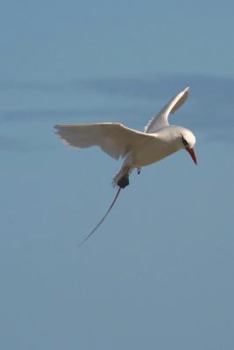 Paperback Flying Tropicbird (Phaethon Aethereus) Bird Journal: 150 page lined notebook/diary Book