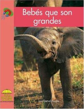 Bebés que son Grandes / Big Babies - Book  of the Yellow Umbrella Books: Science ~ Spanish