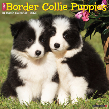 Calendar Just Border Collie Puppies 2023 Wall Calendar Book
