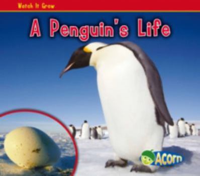 Paperback A Penguin's Life (Acorn: Watch It Grow) Book