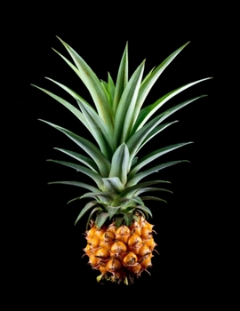 Daily Diary: Blank 2020 Journal Entry Writing Paper for Each Day of the Year | Pineapple Graphic | January 20 - December 20 | 366 Dated Pages | A ... Your Life, Set Goals & Get Things Done