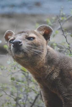 Paperback Fossa Hunting Cat Checking Things Out Journal: 150 page lined notebook/diary Book
