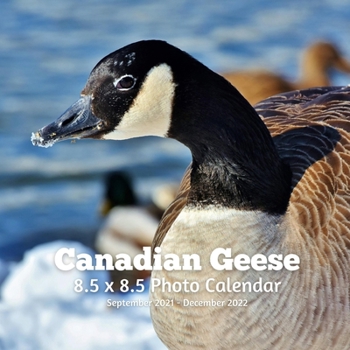 Paperback Canadian Geese 8.5 X 8.5 Calendar September 2021 -December 2022: Monthly Calendar with U.S./UK/ Canadian/Christian/Jewish/Muslim Holidays-Nature Birds Book