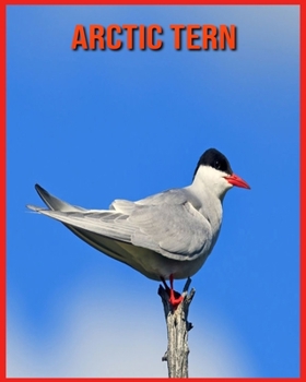 Arctic Tern: Learn About Arctic Tern and Enjoy Colorful Pictures