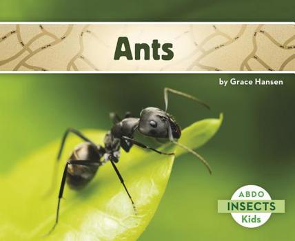 Ants - Book  of the Insects