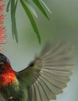 Paperback Hummingbird Notebook Book