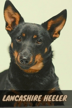 Paperback Lancashire Heeler: Complete breed guide Book