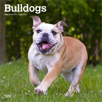 Calendar Bulldogs 2026 12 X 24 Inch (Hanging) Monthly Square Wall Calendar Plastic-Free Book