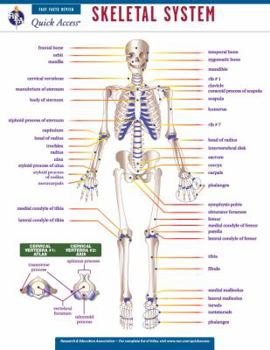Wall Chart Skeletal System Book