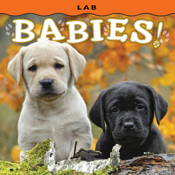 Board book Lab Babies! Book