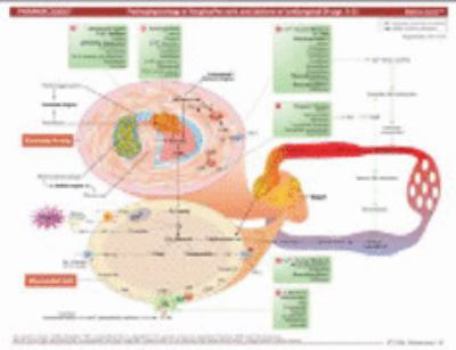 Misc. Supplies MemoCharts Pharmacology: Angina pectoris and its drug therapy (Review chart) (Paperback) Book