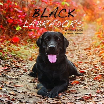 Paperback Black Labradors Calendar 2020: 16 Month Calendar Book