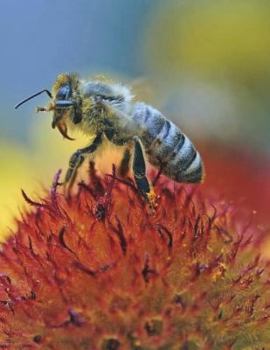 Paperback Bee Notebook Large Size 8.5 x 11 Ruled 150 pages Softcover Book