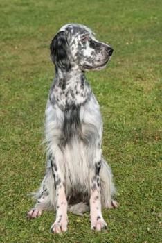 English Setter: Artified Pets Journal/Notebook/Diary