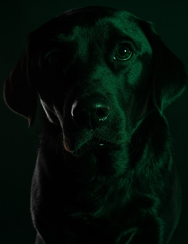 Paperback Black Dog Black Pages Notebook: Stylish Labrador Retriever Black Paper Journal to Write in - Blank Lined Canine Dog Notebook - Use with Gel & Ink Pens Book