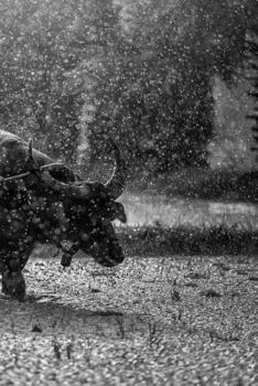 Paperback Buffalo Notebook Book