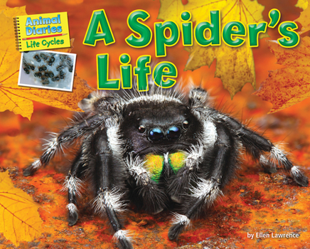 Paperback A Spider's Life Book