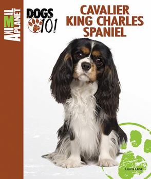 Spiral-bound Cavalier King Charles Spaniel Book
