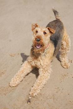 Paperback Happy Airedale Terrier at the Beach Journal: Take Notes, Write Down Memories in this 150 Page Lined Journal Book