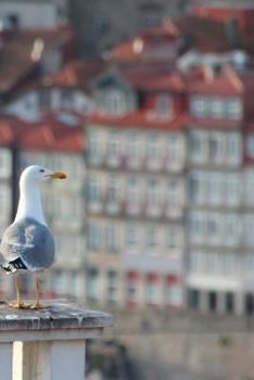 Paperback Porto Portugal Notebook Book