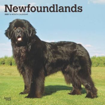 Calendar Newfoundlands 2025 12 X 24 Inch Monthly Square Wall Calendar Plastic-Free Book