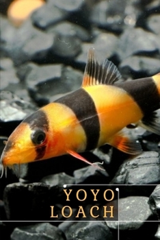 Yoyo Loach: Care Guide fоr thе Beautiful аnd Communal Creatures
