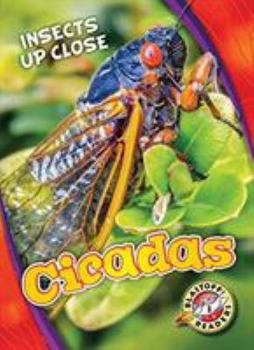 Cicadas - Book  of the Insects Up Close