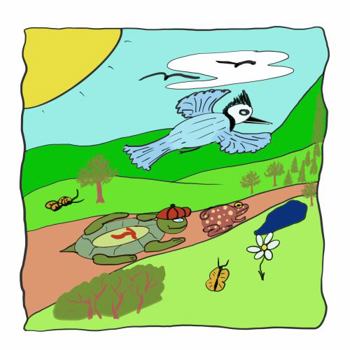 The Race Adventures of Tommy the Turtle