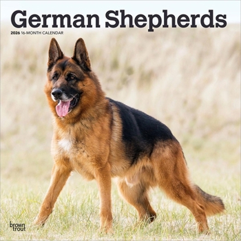 German Shepherds 2026 12 X 24 Inch (Hanging) Monthly Square Wall Calendar Plastic-Free