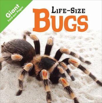 Board book Bugs Book