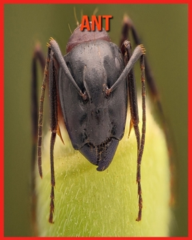 Paperback Ant: Fun Learning Facts About Ant Book