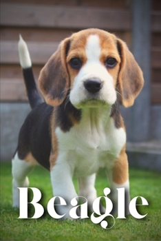 Paperback Beagle: How to train your dog and raise from puppy correctly Book