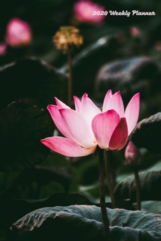 2020 Weekly Planner: Peaceful Pink Waterlily 2020 Weekly Calendar With Goal Setting Section and Habit Tracking Pages, 6"x9"