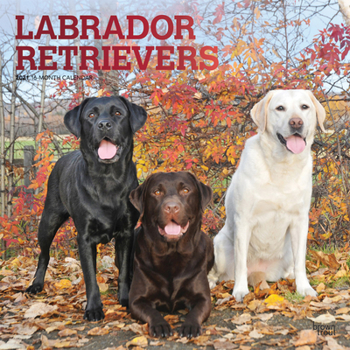 Calendar Labrador Retrievers 2021 Square Foil Book