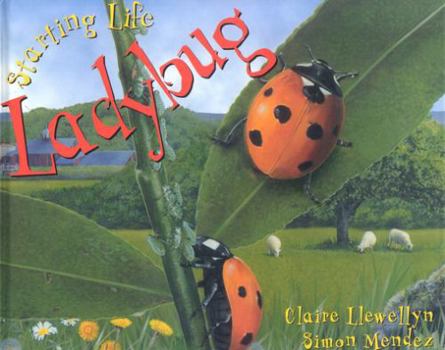 Hardcover Ladybug Book