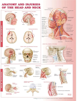 Misc. Anatomy and Injuries of the Head and Neck Anatomical Chart Book