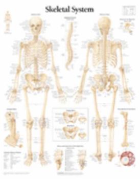 Office Product The Skeletal System Chart: Wall Chart Book
