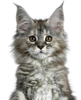 Paperback Journal: Grey Maine Coon Kitten Notebook Book