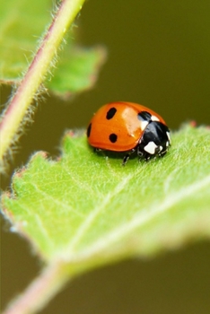 Journal: Lady Bug
