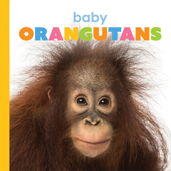 Paperback Baby Orangutans Book